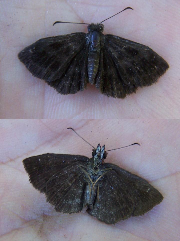 FIGURE 1i FIGURE 1i